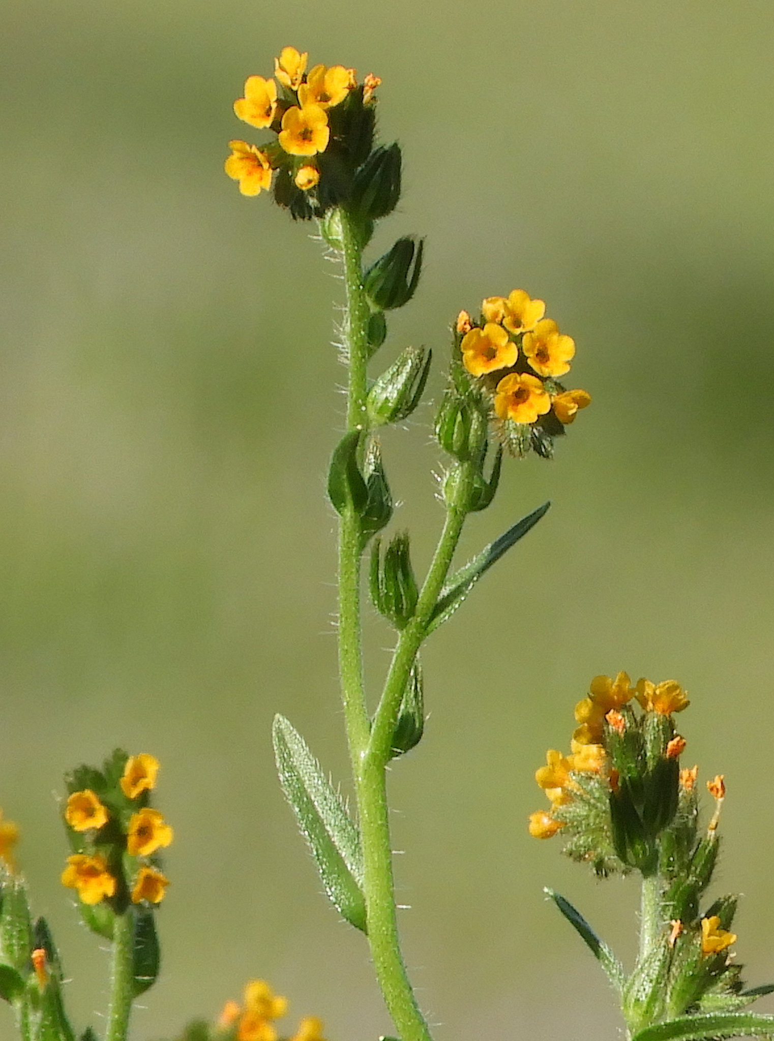 <p>Common fiddleneck</p>