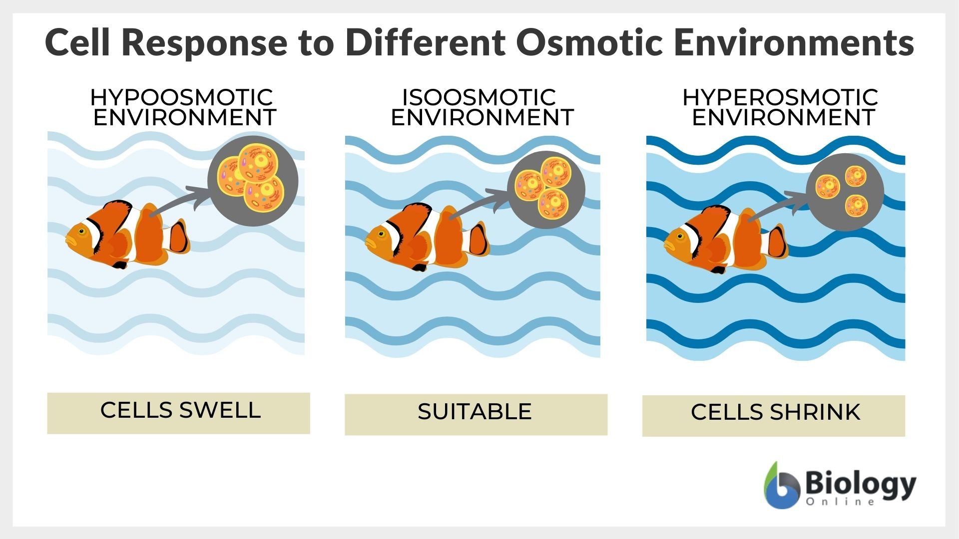 <ul><li><p><span>Hyperosmotic→ more saline in environment than org cells</span></p><ul><li><p><span>Cells shrink (most saltwater orgs)</span></p></li></ul></li><li><p><span>Iso-osmotic→ same salinity in environment and org cells</span></p><ul><li><p><span>Many marine orgs</span></p></li></ul></li><li><p><span>Hypo-osmotic→ less saline in environment than org cells</span></p><ul><li><p><span>Cell swells (most freshwater orgs)</span></p></li></ul></li></ul><p></p>