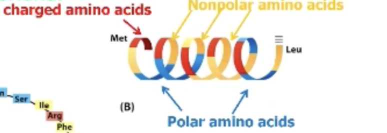 <p>What’s special about the mitochondrial import signal?</p>