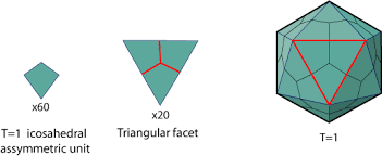 <p>icosahedral capsid </p>