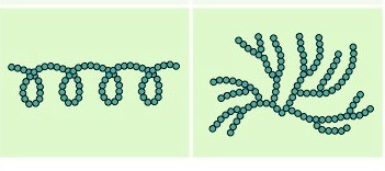 Product of photosynthesis

* A D-glucose

**Amylose:**

* Bonds: 1-4
* Branche: Yes

**Amylopectin:**

* Bonds: 1-4, 1-6
* Branches: Yes