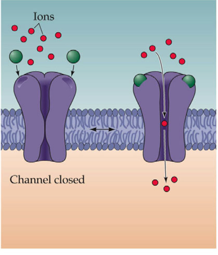 <ul><li><p>ionotropic, muscarinic</p></li><li><p>ligand gated ion channel that has receptor &amp; transducing functions</p></li><li><p>nicotinic, ACh Receptors</p></li><li><p>AMPA, GABA receptors (contains channels)</p></li><li><p>responds to cell impermeant signaling</p><p></p></li></ul><p></p>