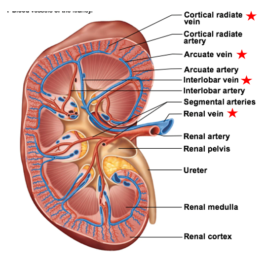 <ul><li><p>smallest to largest</p></li></ul><ol><li><p>Cortical radiate veins</p></li><li><p>Arcuate veins</p></li><li><p>Interlobar veins</p></li><li><p>Renal veins</p></li></ol><p></p>