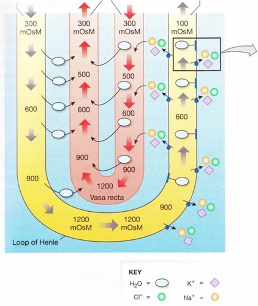 <p>DESCENDING LIMB:<br>water leaves PASSIVELY to help equilibriate molarity with interstitial fluid <br><br>ACENDING LIMB: <br>sodium pumped out to decrease molarity. Has to have 200OsM diffrernce with interstitial fluid.</p>