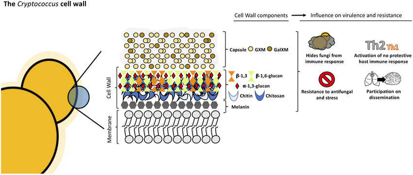 <p>Cryptococcus Cell Wall (yeast)</p>