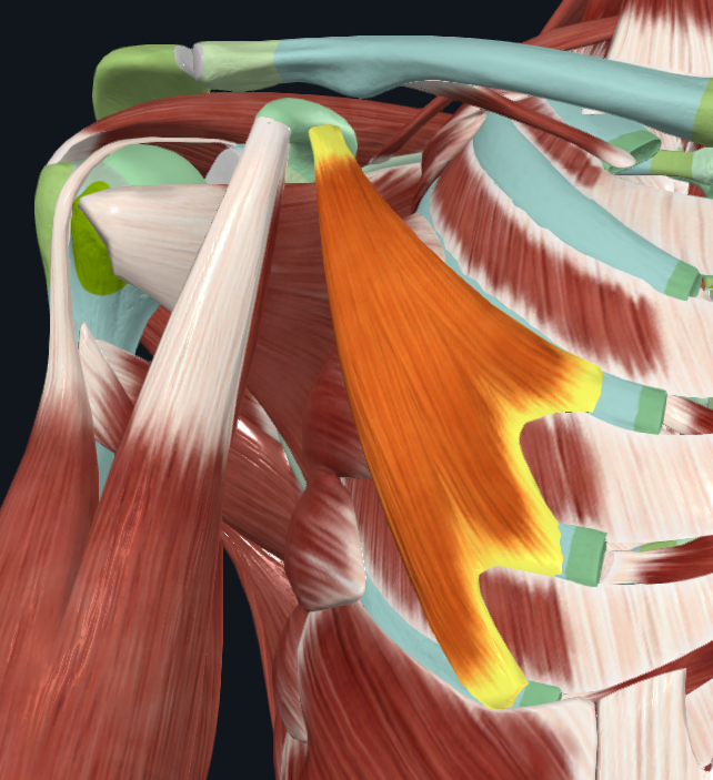 <p>What muscle is this (specific)</p>