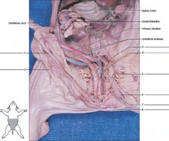 <p>What is structure #1 What’s it function? </p>
