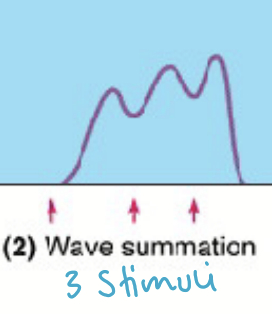 <p>Wave summation</p>