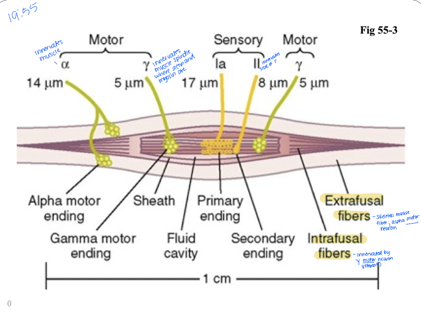 <p>BOTH ARE SENSORY</p><ul><li><p>Primary ending - large type Ia fiber (fast)</p></li><li><p>Secondary ending - smaller type II innervates on the side of the primary ending</p></li></ul><p></p>