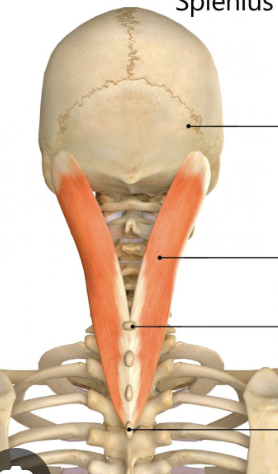 <p>Origin: Upper part of the vertebral column Insertion: Back of the head</p><p>Action: One muscle contracts: tilts the head.</p>