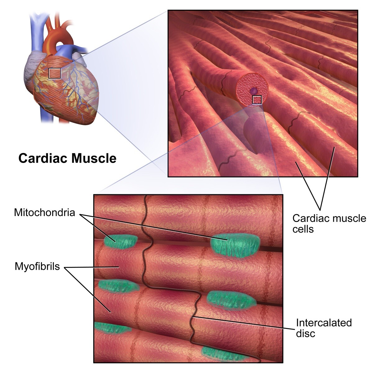 <p>involuntary, striated, and auto-rhythmic; constitutes the main tissue of the wall of the heart; responsible for the contractility of the heart and, therefore, the pumping action</p>