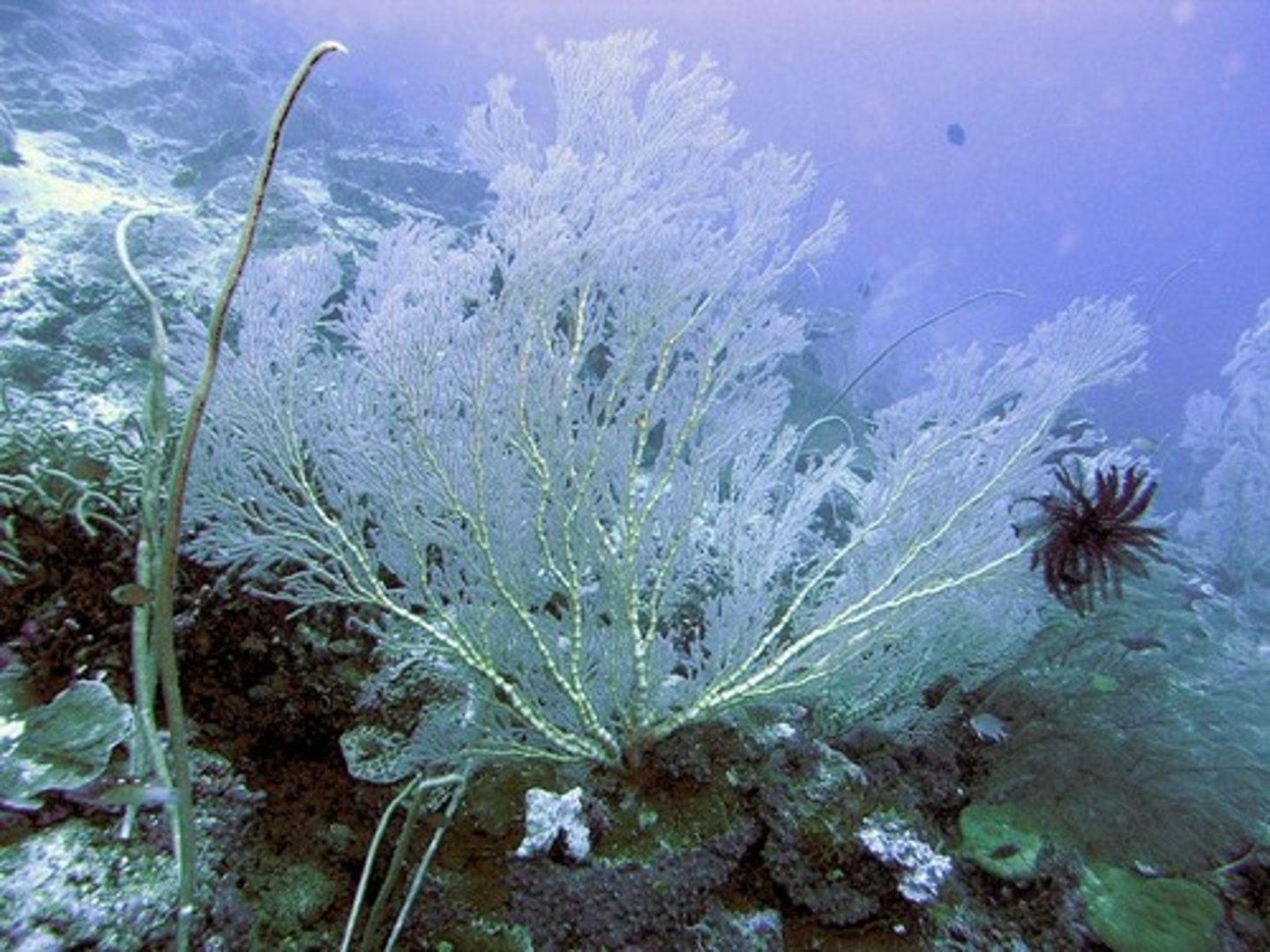 <p>- Harder to sample quantitatively</p><p>- Dredges that scrape the bottom</p><p>- Require direct observation and manipulation</p>