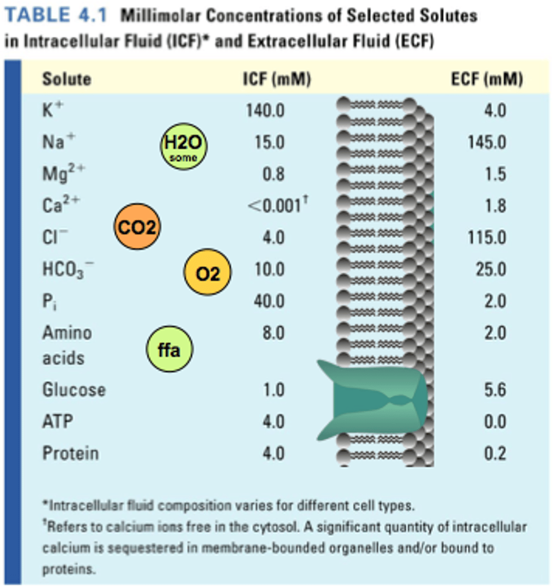 <p>K inside, Na outside</p><p>- lipo fatty acid can pass through phospholipid bilayer easily</p><p>water cannot as it is lipo phophobic (or something)</p><p>ie. needs endo/exocytosis, active transport, facillated diffsion</p>