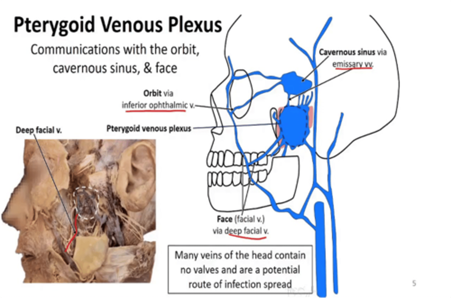 <p>Pterygoid venous plexus</p>