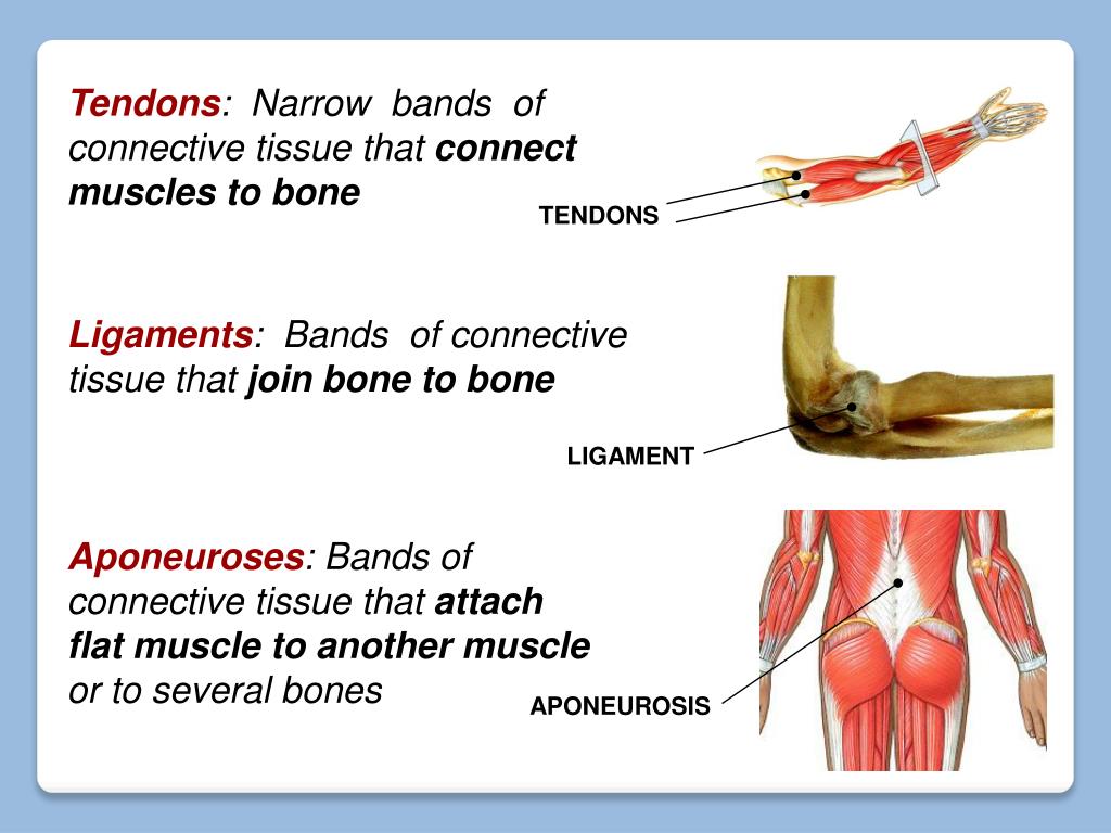 <p><strong>ligaments</strong>: connect bone to bone, bone to cartilage, and cartilage to cartilage (elastic)</p><p><strong>tendons</strong>: attach muscle to bone (non-elastic)</p><p><strong>aponeurosis</strong>: large, broad tendinous sheets</p>