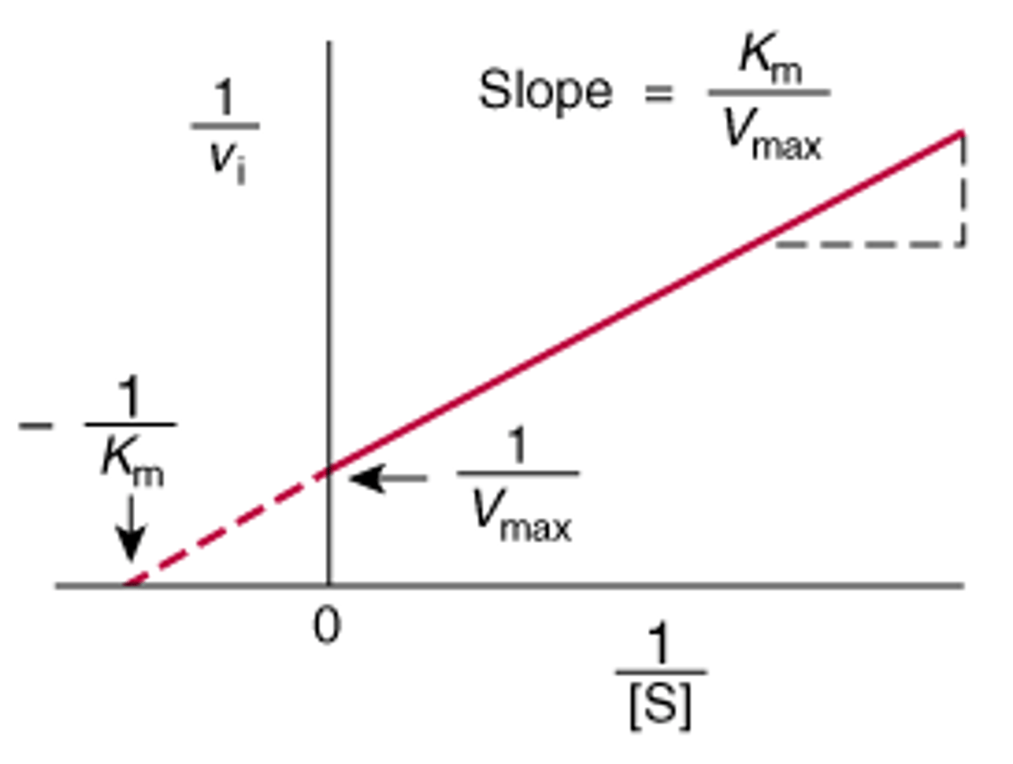 <p>inverse of rxn speed is y</p><p>inverse of substrate conc. is x</p><p>1/Vmax is y-intercept</p><p>1/Km is x-intercept</p><p>useful for testing inhibitor's effect on vmax and Km, plot two lines with and without inhibitor</p><p>slope is Km/vmax</p>