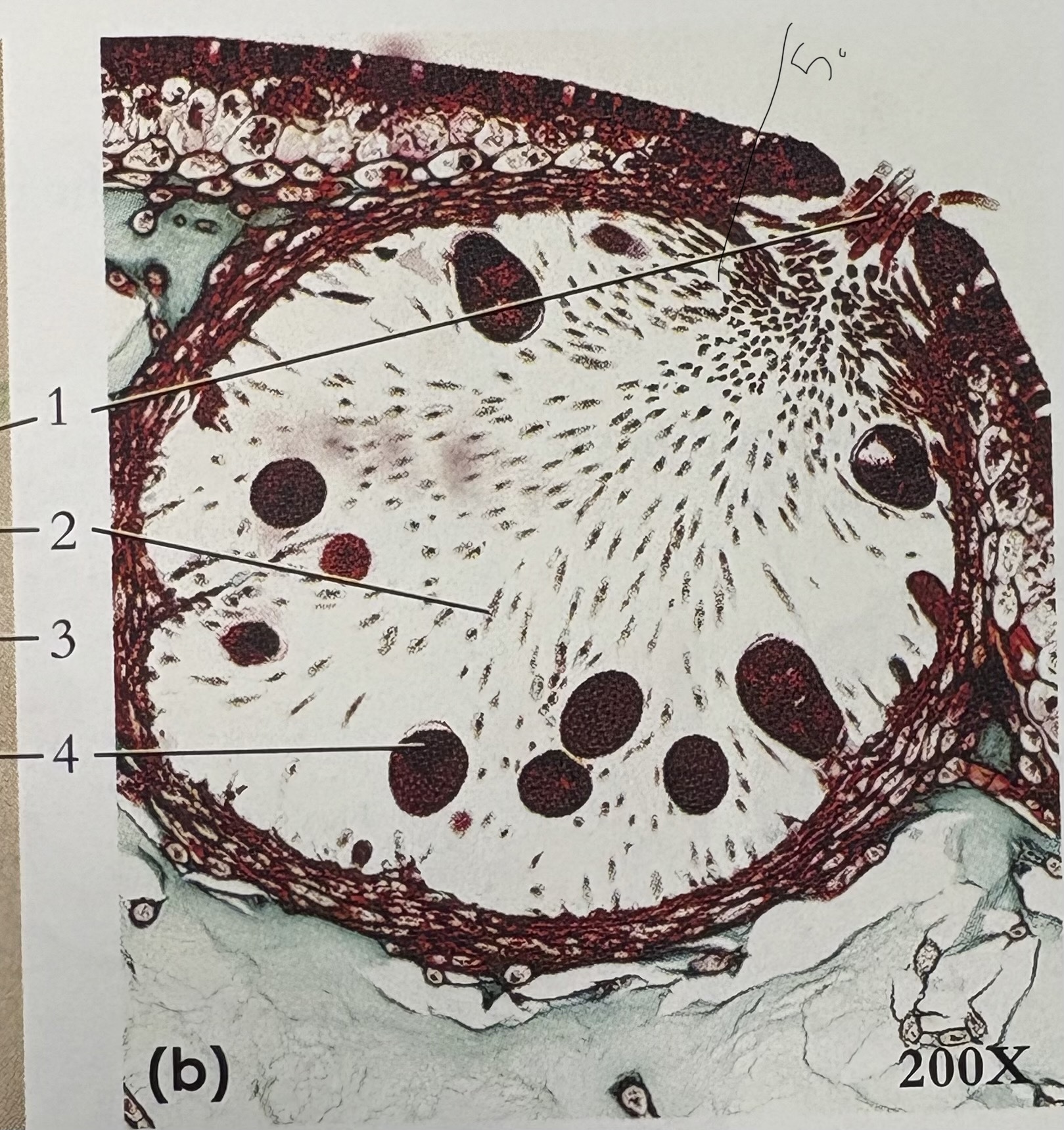 <p>What phylum, #5</p>