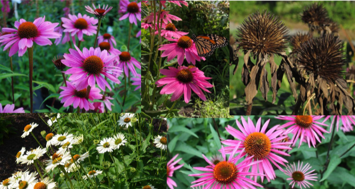 -prominent brown domed heads
-mostly dead by now (late september)