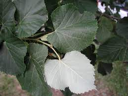 <p>heart shape tree form</p><p>heart shaped leaf with asymmetrical base</p><p>fuzzy or “silver” underside to leaf</p><p>the “best” linden</p>