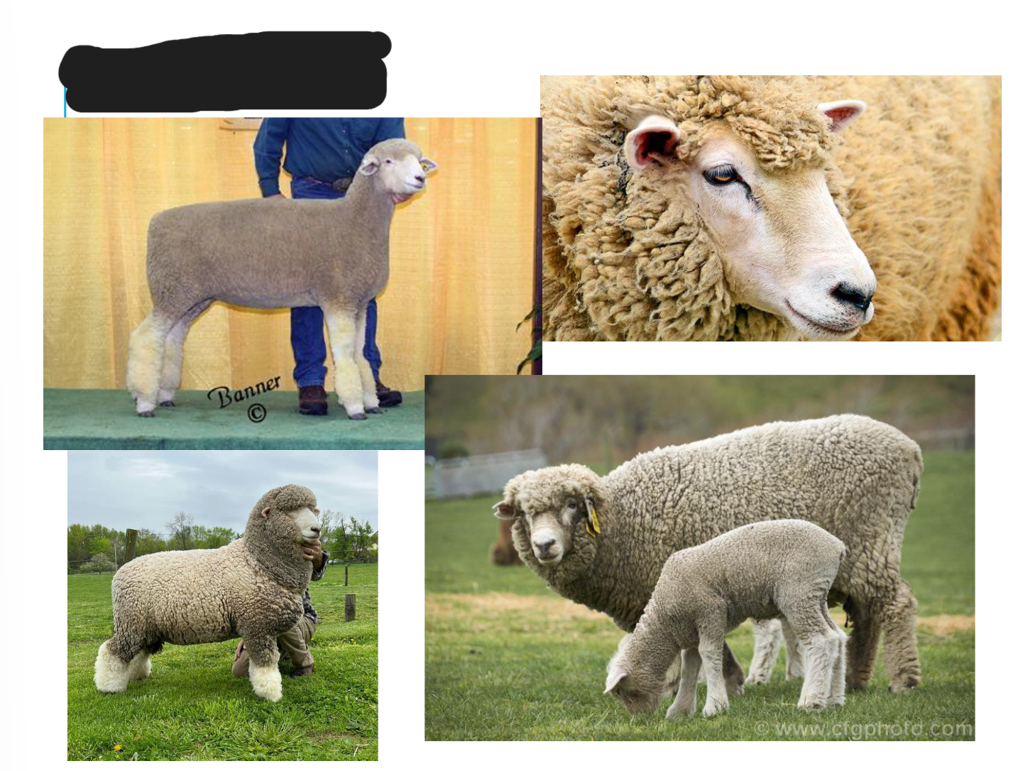 <p>White colored</p><p>Black nose and hooves</p>