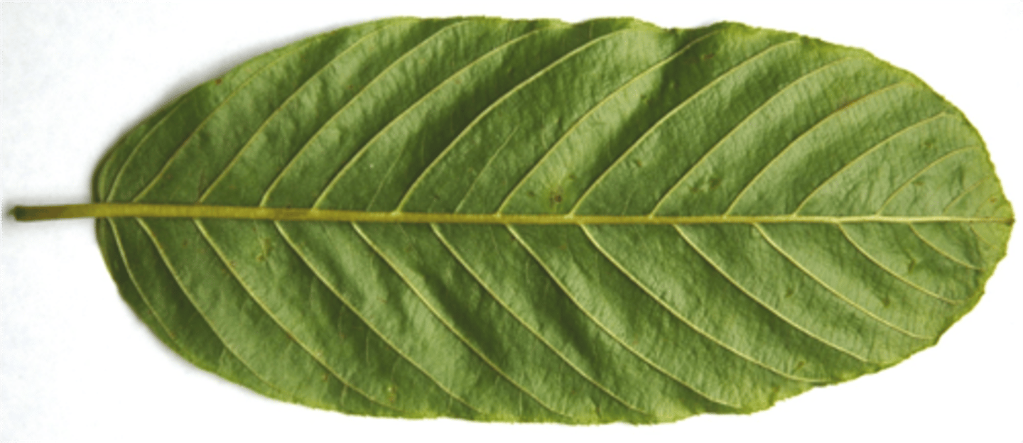 <p>Midrib</p>