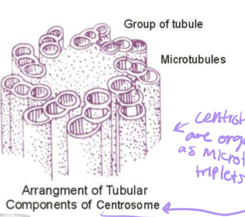 <p>Triplets of 8 tubule groups. The alpha-microtubule has a whole wall, the beta-microtubule is in the middle, and the gamma-microtubule is at the end.</p>