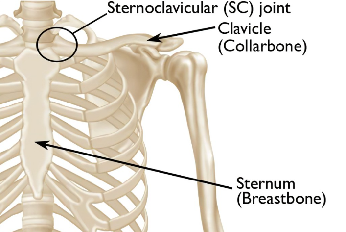<p>Sternoclavicular Joint</p>