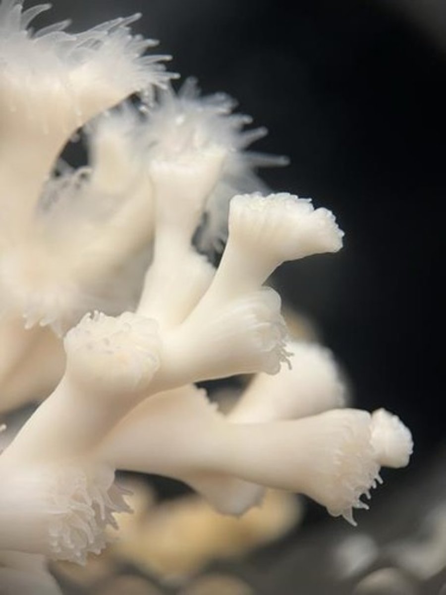<p>Coral species thriving in deep, cold ocean waters.</p>