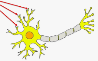 <p><strong>Neurons + synaptic transmission</strong></p><p>What’s a dendrite?</p>