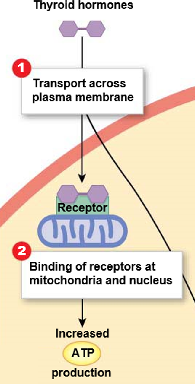 <p><mark data-color="green">Intracellular receptors: thyroid hormones</mark></p><p>Can you label, describe and explain what this diagram is/shows?</p>