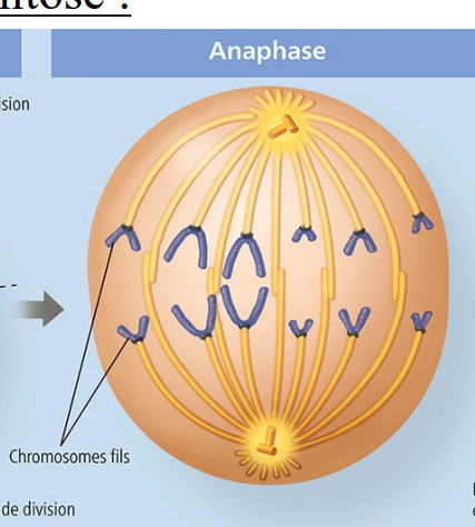 <ul><li><p>Séparation des chromatides soeurs;</p></li><li><p>Migration des chromosomes vers les pôles;</p></li><li><p>Étirement de la cellule</p></li></ul><p></p>