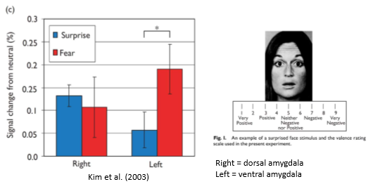 <p>ventral amygdala (used for detecting negative/harmful stuff) exhibits less signal change for suprise like it does for fear facial expression - so deosnt see suprise as negative like it sees fear</p><p></p><p>also, dorsal amygdala (used for detecting upredicatbaility) sees no sigficant signaling siff between fear and suprise face</p><p></p><ul><li><p>thus both dorsal and ventral amygdala doesn’t process suprise as a pos or negative thing</p></li></ul><p></p>