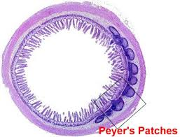 <p>-Peyer’s patches: unencapsulated (no fat/triglyceride chain) lymph nodes, kill bacteria, have memory</p>