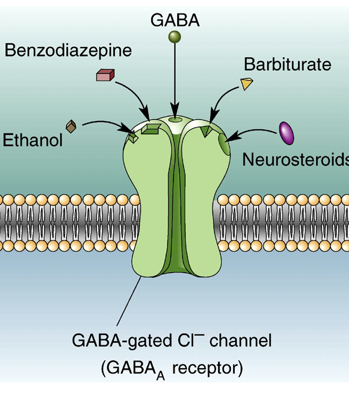 <p>GABA binds to channel + ethanol binds to other site on channel = enhances action of channel = more Cl- flow in = more hyperpolarisation = more inhibition. </p>