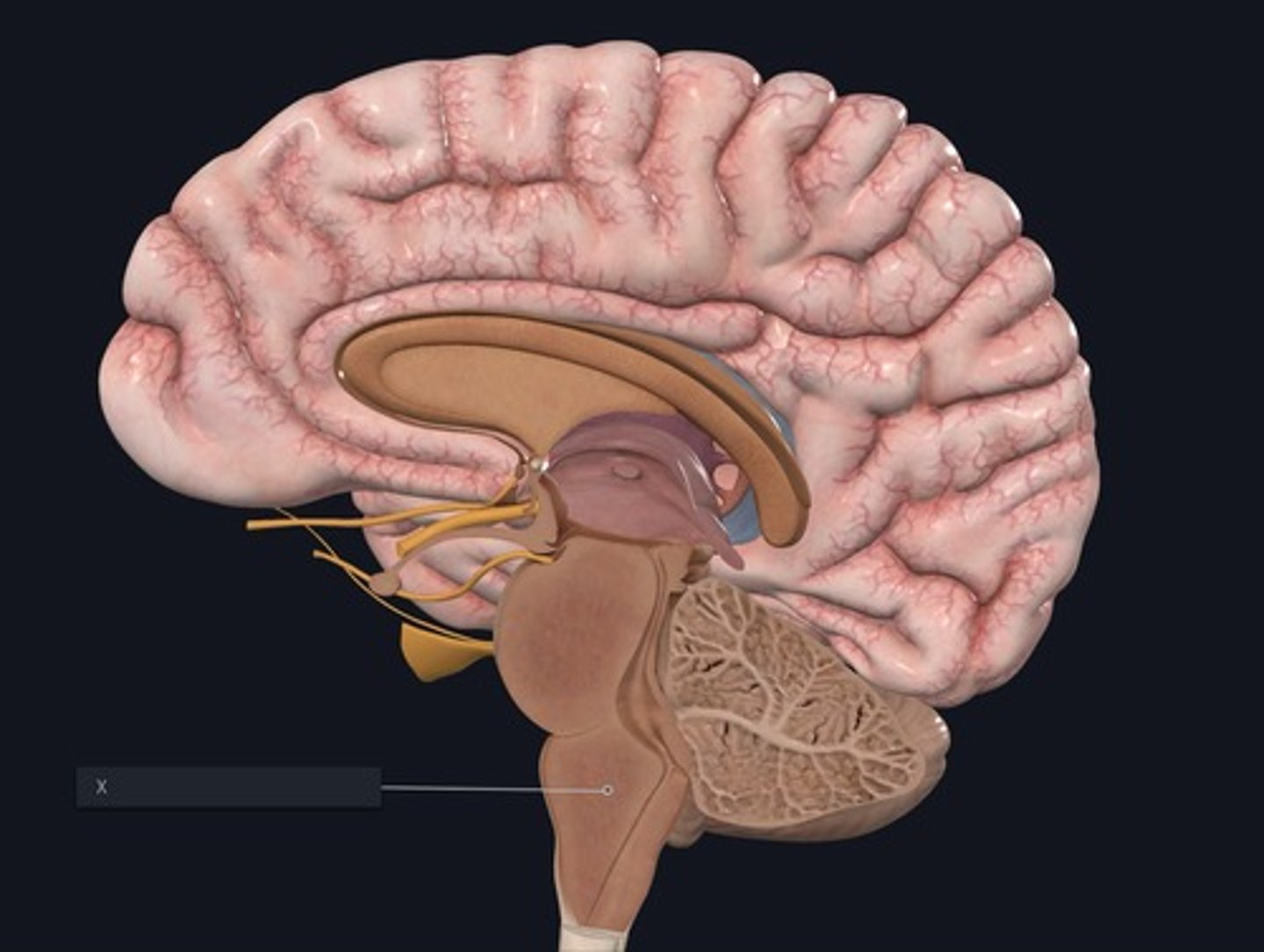 <p>Name the structure indicated by the X.</p>