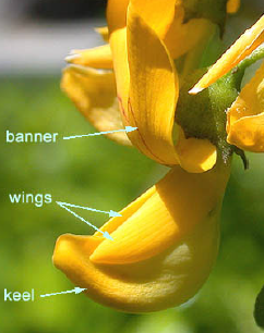 Whcich woody dicot family has compound leaves, highly modified flowers, 10 stamens, a curved style, pod fruit, and nitrogen fixation symbosis?