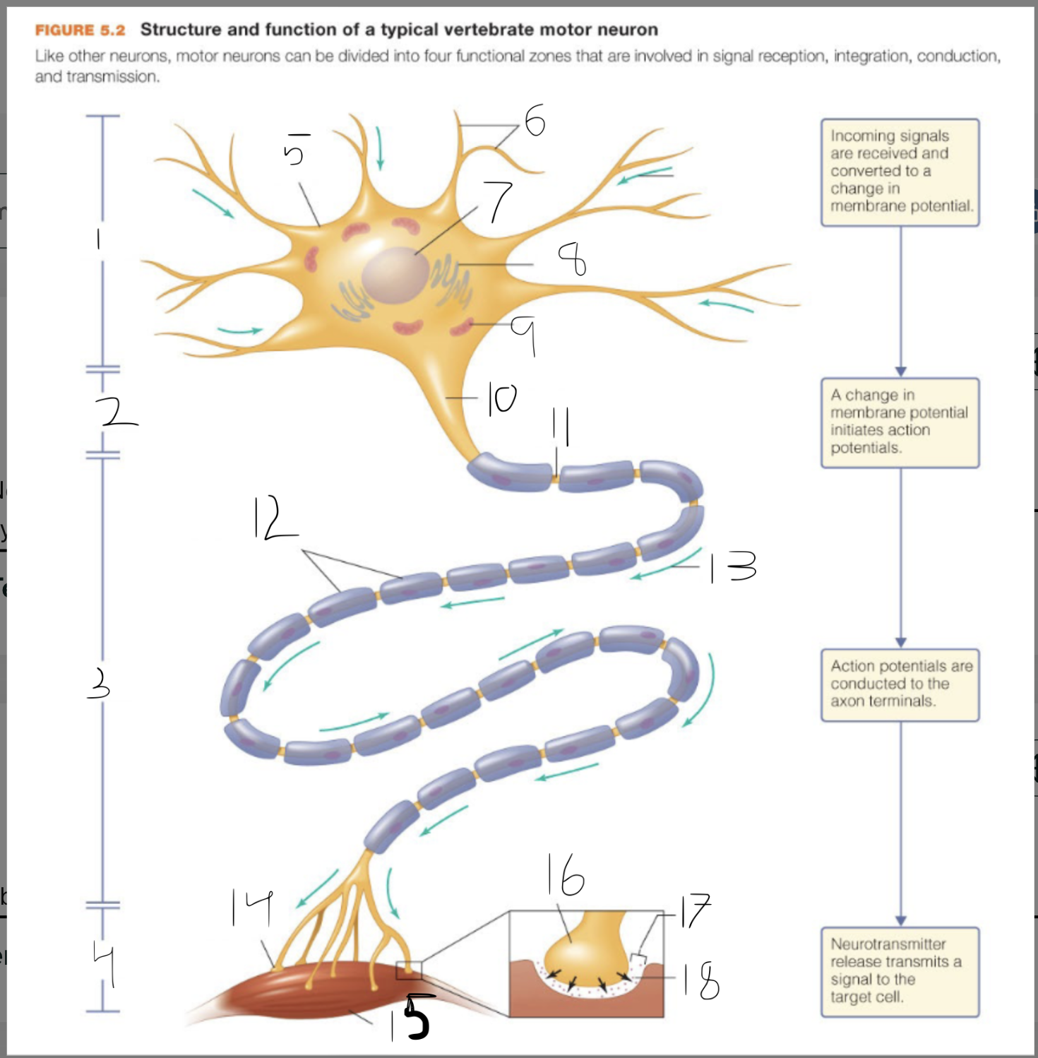 <p>1) signal reception 2) signal integration 3) signal conduction 4) signal transmission 5) soma (soma) 6) dendrites 7) nucleus 7.5) incoming signal 8) Endoplasmic reticulum 9) mitochondrion 10) axon hillock 11) axon 12) Schwann cells of the myelin sheath 13) direction of signal 14)axon terminal 15) muscle cell 16) axon terminal 17) synapse (neuromuscular junction) 18) neurotransmitter release</p>