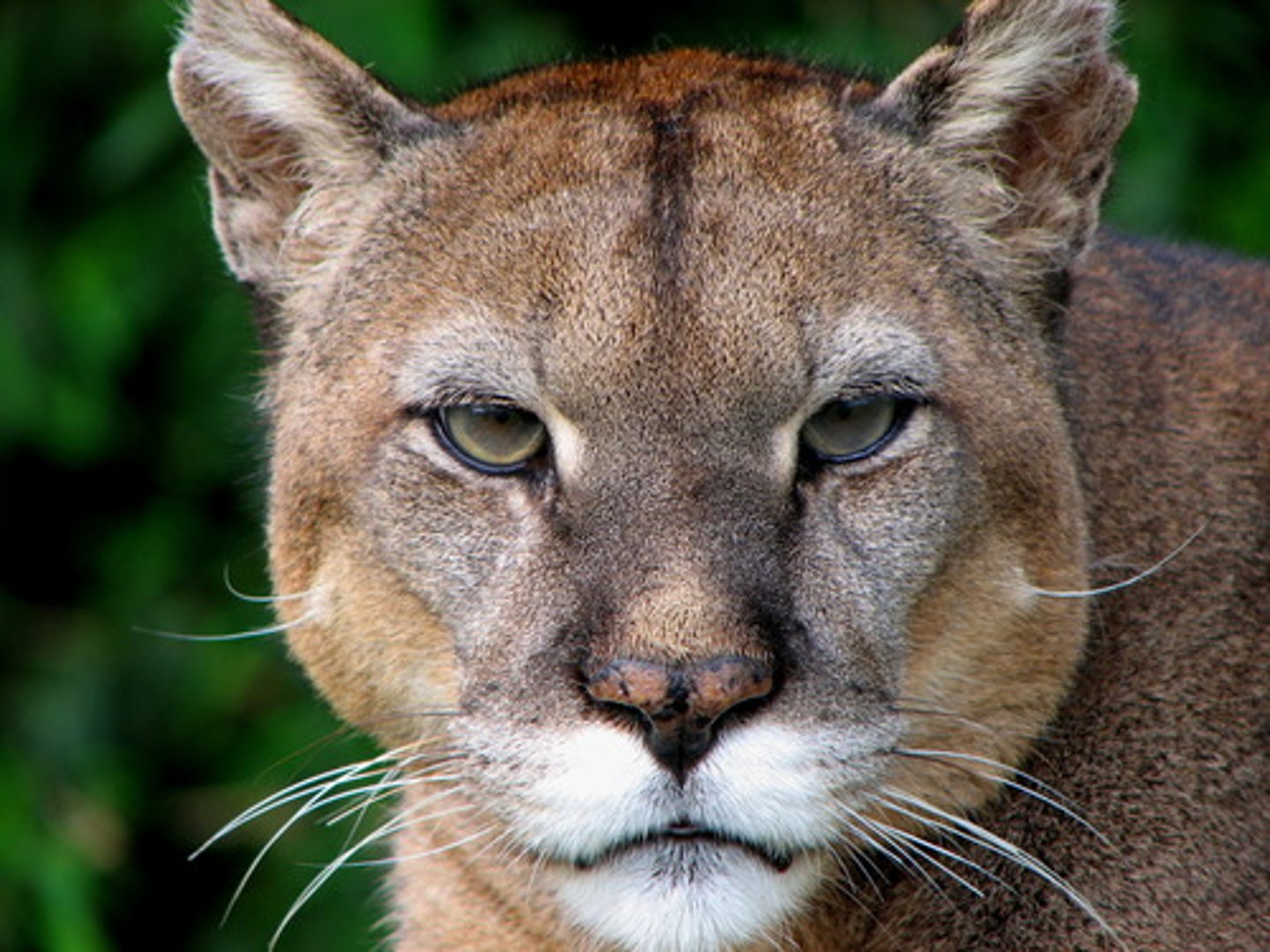 <p>puma (mountain lion)</p>