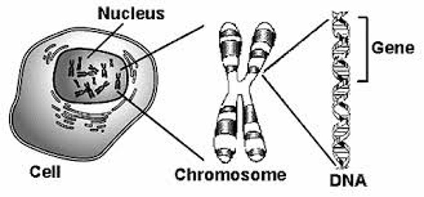 <p>The nucleus of the cell.</p>