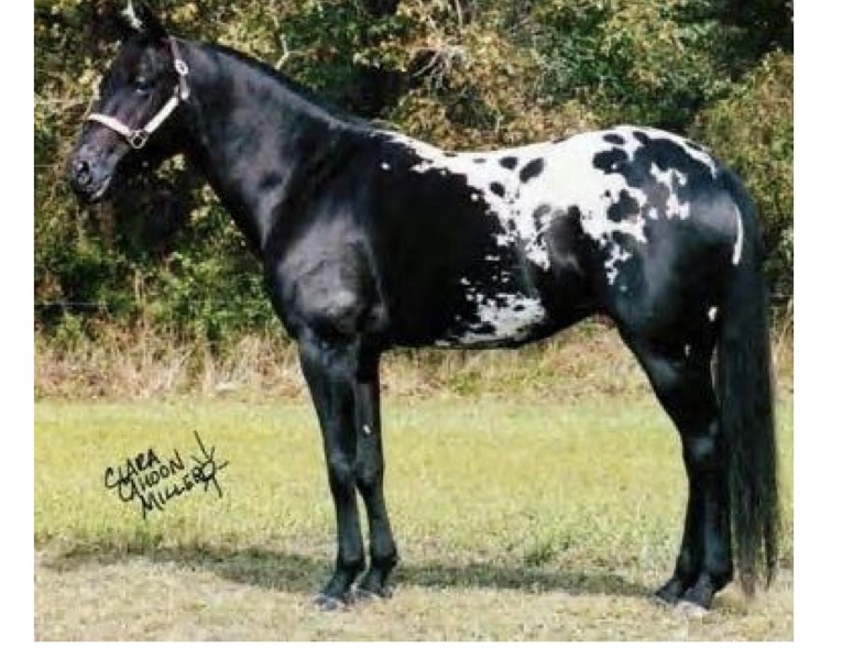 <p>what kind of horse is this?</p>