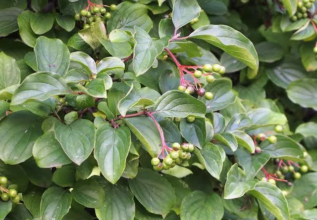 <p>Common bloody dogwood</p><img src="blob:null/70f01871-3418-4eed-80ae-c1b4f8ef5d0c">