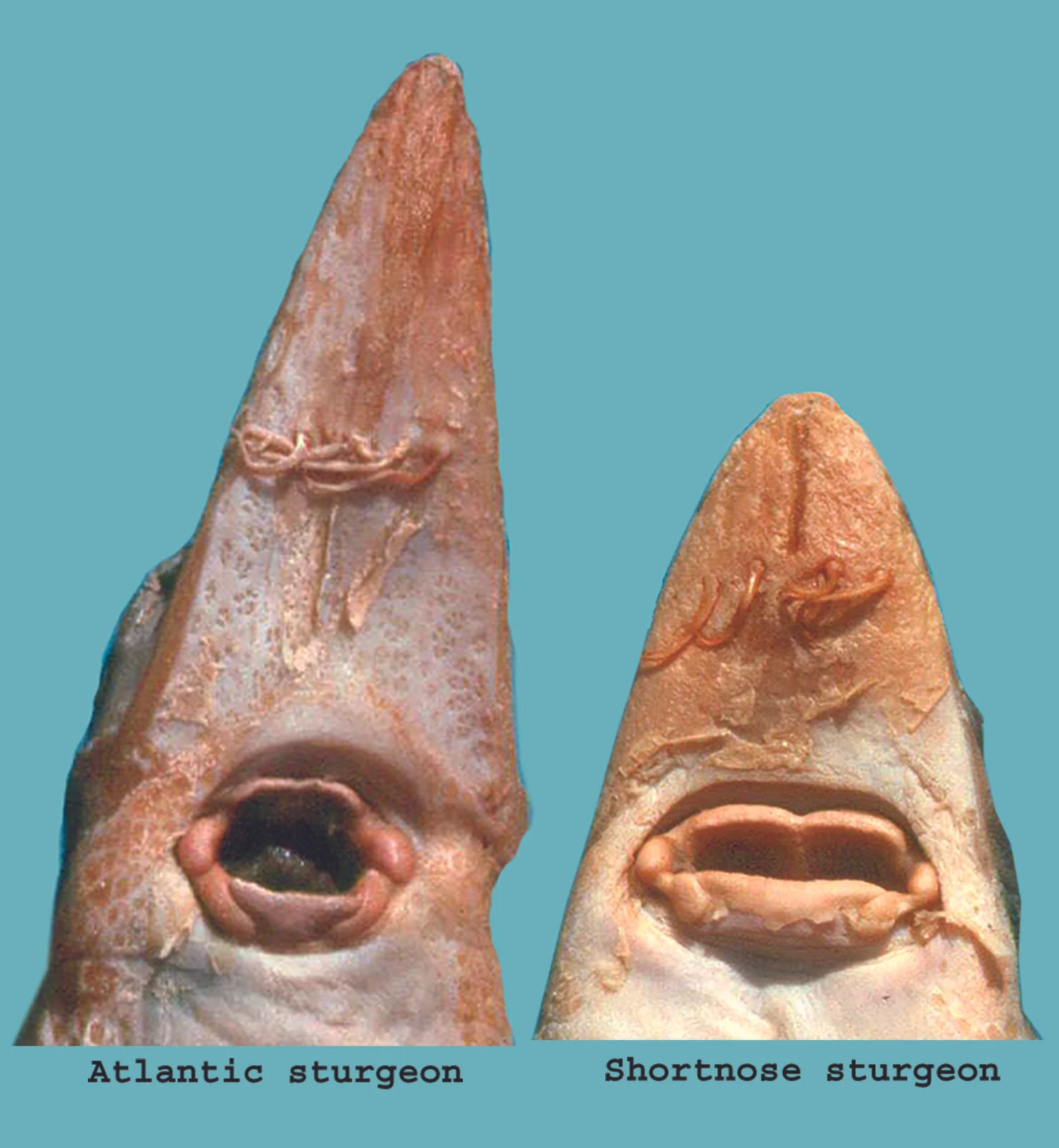 <p>Atlantic sturgeon</p><p>Acipenseridae</p><p><em>Acipenser oxyrinchus</em></p>