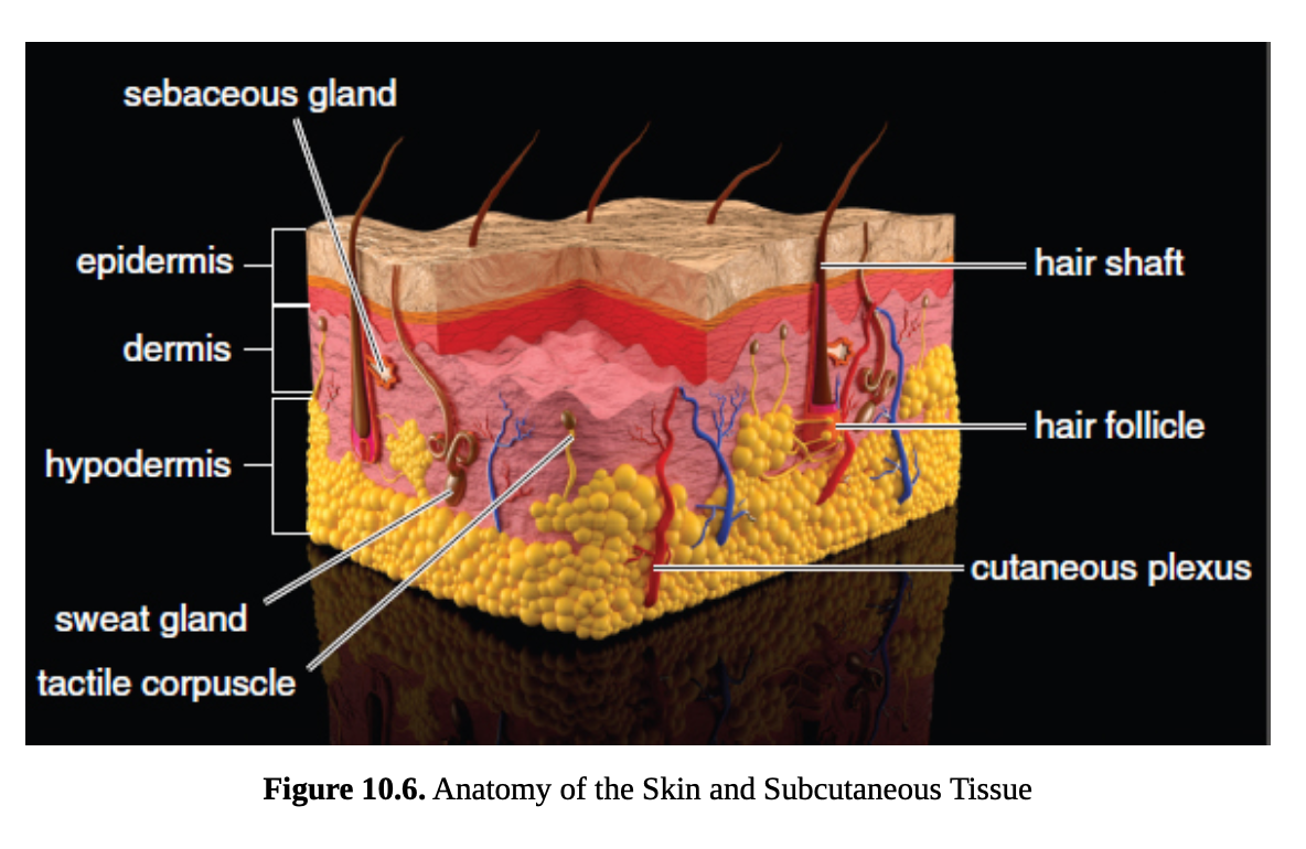 <p>3 major layers of the skin</p>