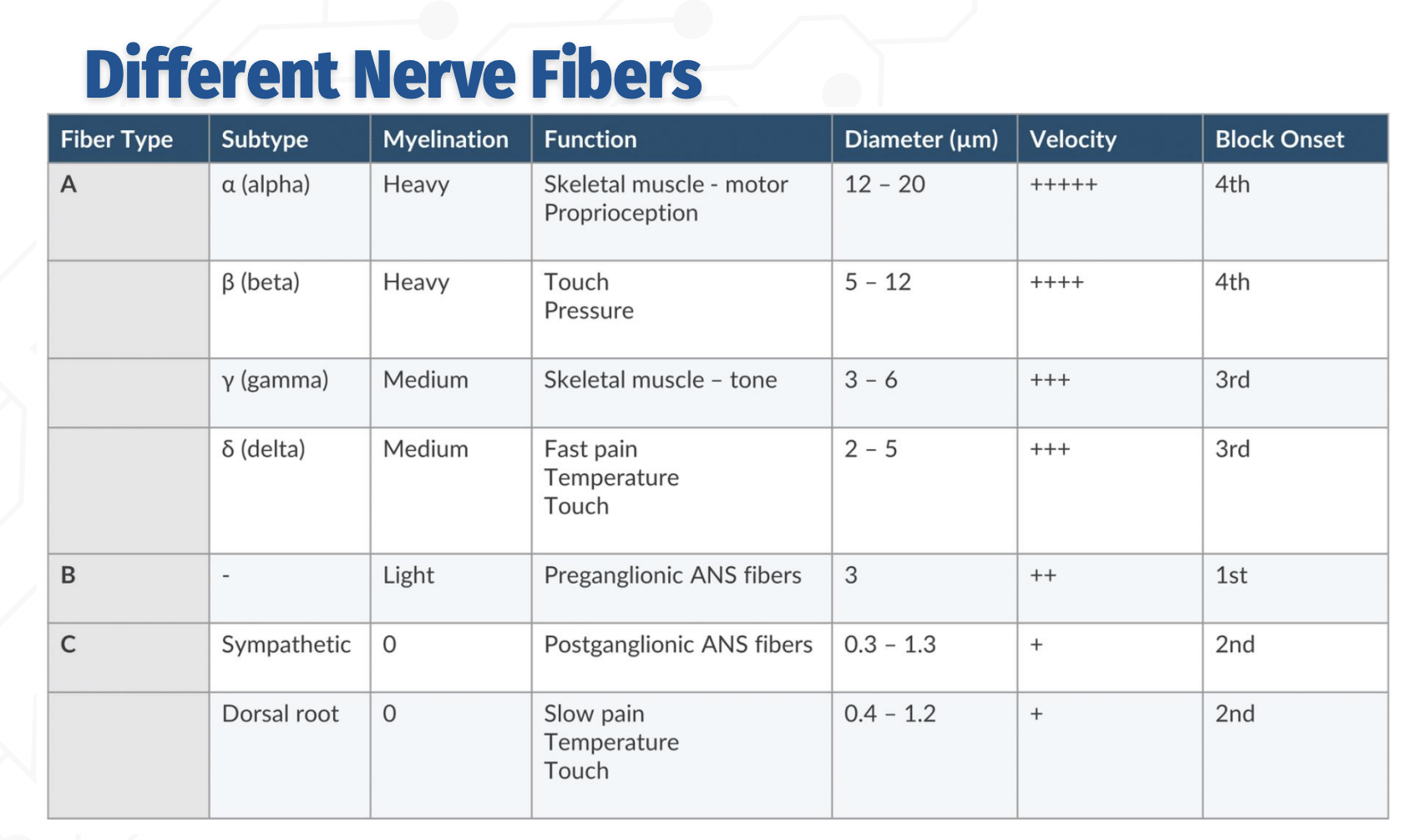 <p><strong>Order of block onset (from most to least sensitive):</strong></p>