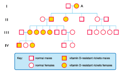 <p>More common in females, twice the chance of inheriting. Males always show the trait, as will heterozygous and homozygous females. Males with the trait will always pass to daughters, all affected sons will have an affected mother.</p>