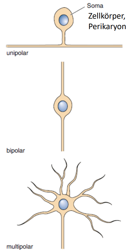 unipolar: 1 Ausläufer
bipolar: 2 Ausläufer
multipolar: mehrere Ausläufer