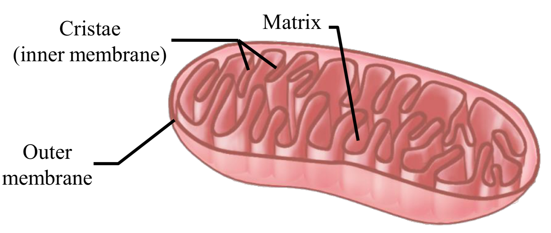 <ul><li><p>powerhouse of cell that makes ATP</p></li><li><p>structure: </p><ul><li><p>double membrane</p><ul><li><p>outer membrane: separates mitochondria from cytosol</p></li><li><p>inner membrane (cristae) sheets or tubules increase SA </p></li></ul></li><li><p>matrix</p></li></ul></li><li><p>process: cellular respiration: biochemical energy from nutrients converted into ATP</p></li></ul><p></p>