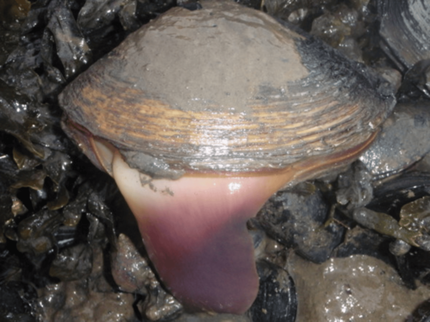 <p>foot: movement/burrowing</p>