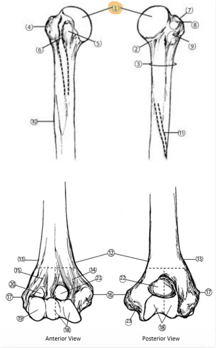 <p>On the Proximal end of the Humerus, which part is highlighted(1)?</p>