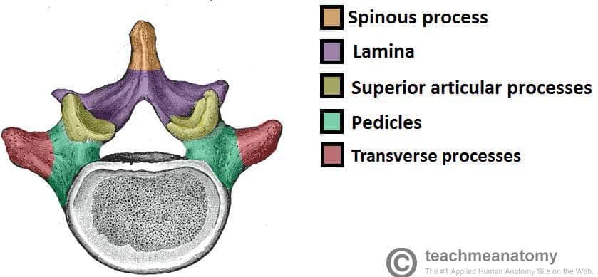 <p>Portion of purple region along the vertebral foramen</p>